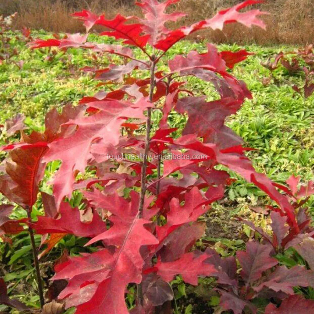 2021 Fagaceae seeds/Canadian Red Oak seeds for planting