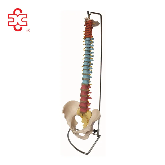 Didactic Flexible Plastic Vertebral Column with Pelvis