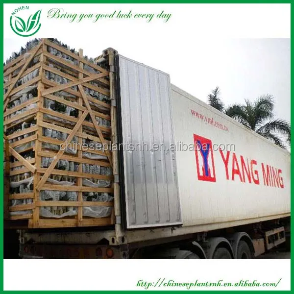 Dracaena lotus bamboo plants for sale