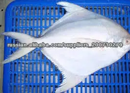 замороженные серебро брама рыбы