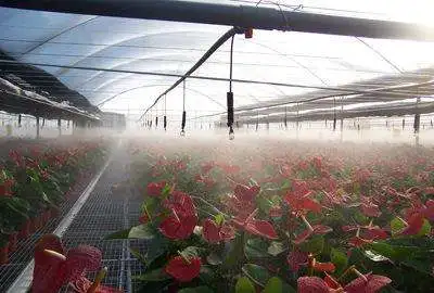 
Drip Horticultural greenhouse planting sprinkler irrigation system 