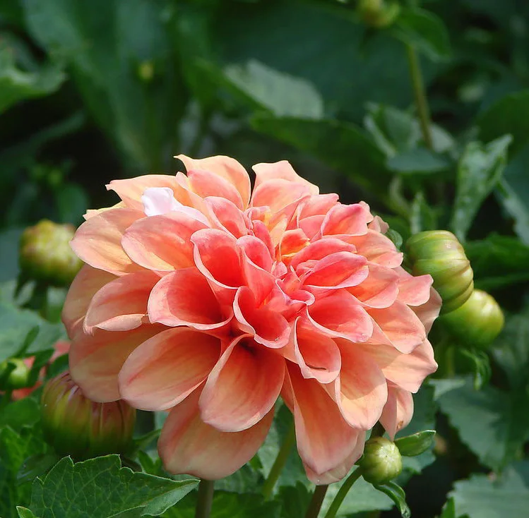 Dahlias seeds for Sale