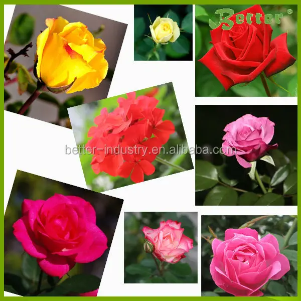 Multi Function Moringa Seed Oil Extraction Machine Price