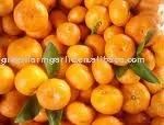 navel orange price