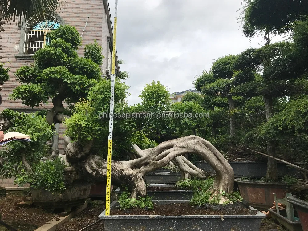  Фикус microcarpa shape 4 # Dragon большие деревья