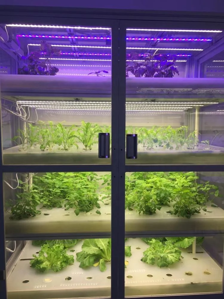 
Small Home Complete Vertical Indoor Hydroponic Lighting Growing Systems For Medical plants ,vegetables growth 