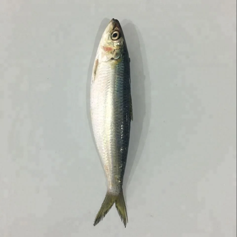 Good Quality Wholesale Frozen Sardine Fish