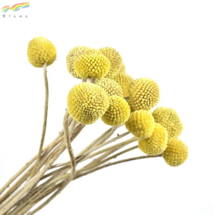 
Natural Craspedia Billy Balls Preserved Golden Ball Dried Flower for Decoration 20pcs/bag 
