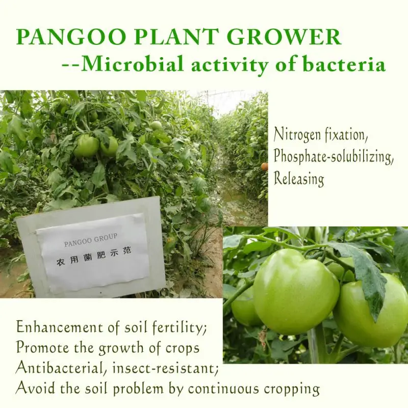 Био-удобрение Bacillus mucilaginosus для сельского хозяйства бактериальное удобрение помидоры бобы