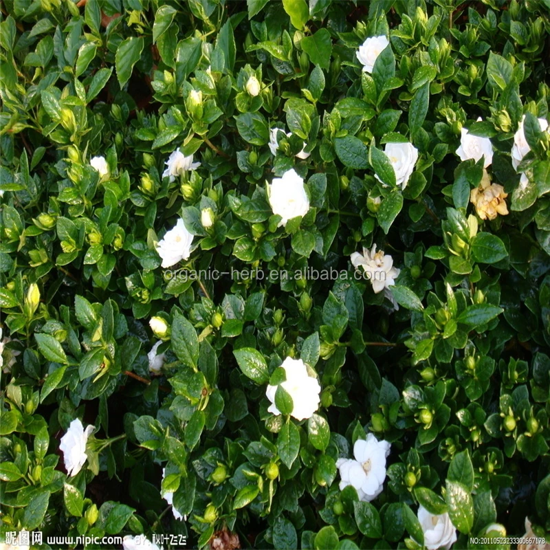 Cape Jasmine Fruit Extract Gardenia Color