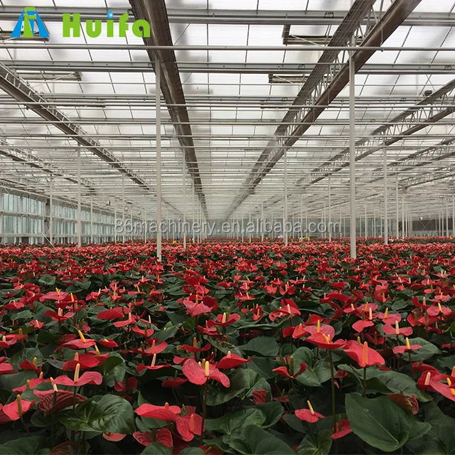 Metal Frame Commercial Multi Span Greenhouse