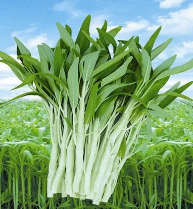 
Suntoday Green leaf White stem kongxin cai kangkong water spinach seeds 1kg/bag 