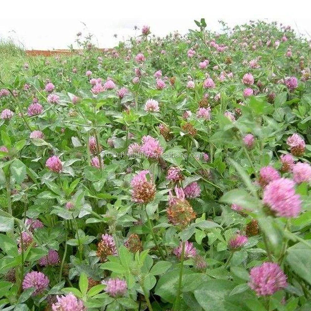 2021 red clover grass seeds price