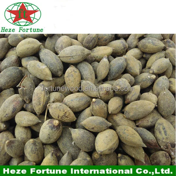
Fast growing rate paulownia shan tong seeds 