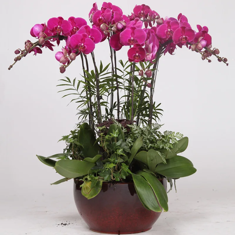 
Indoor outdoor plants Phalaenopsis aphrodite bonsai 