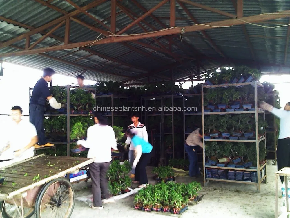 
Ficus microcarpa mini bonsai bonsai trees ficus bonsai s shape live plant indoor plant 