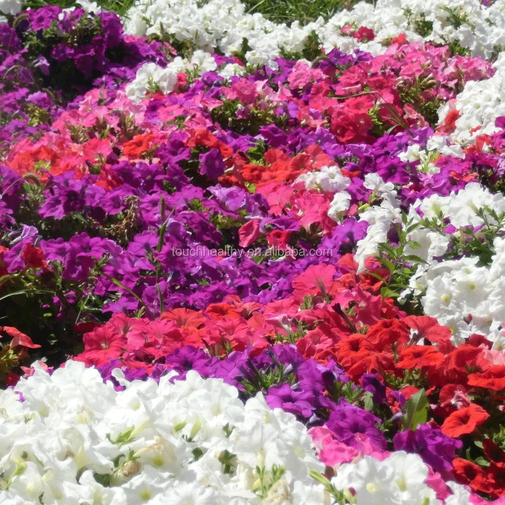2021 Touchhealthy поставка высококачественных гибридных семян petunia для продажи 100 г/пакет