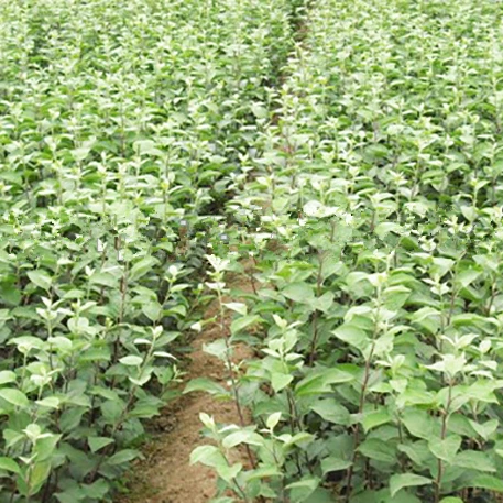 Грушевое дерево рассада