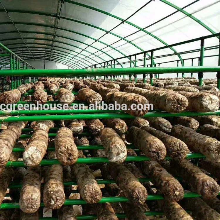 mushroom growing shelves greenhouse for sale