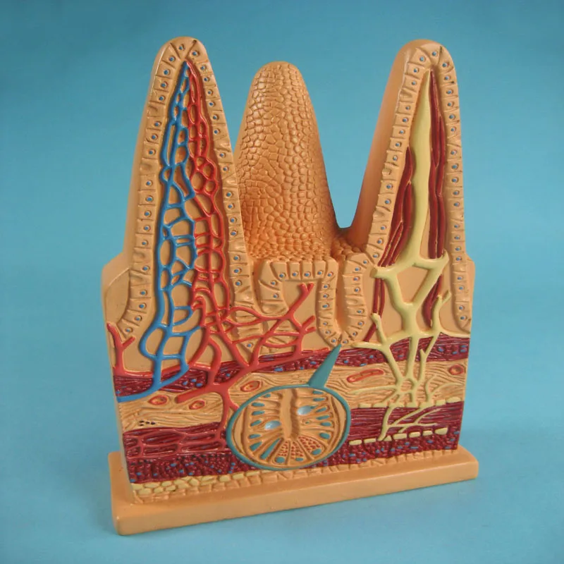 
Biology Education Equipment Anatomical Intestinal Villi Structure Model 