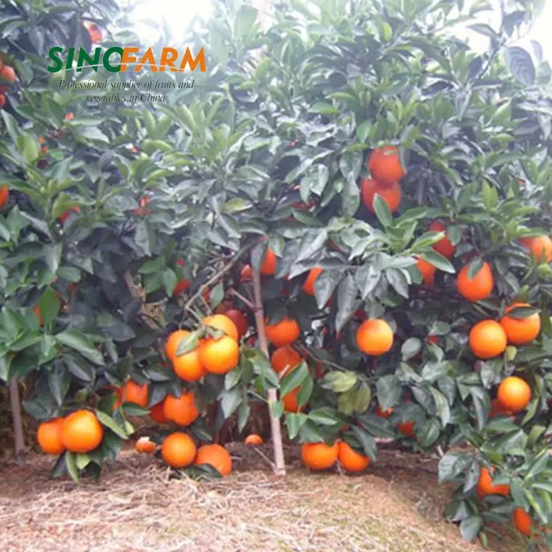 Citrus Fruit Baby Mandarin Orange With Wholesales Price