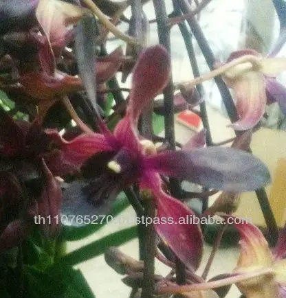 
BB Orchids tiki dark red 