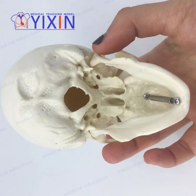 
Fine Skull Model Mini Art ExaminationTeaching Practice 