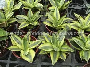 
golden green Sansevieria for indoor ornamental bonsai plants 