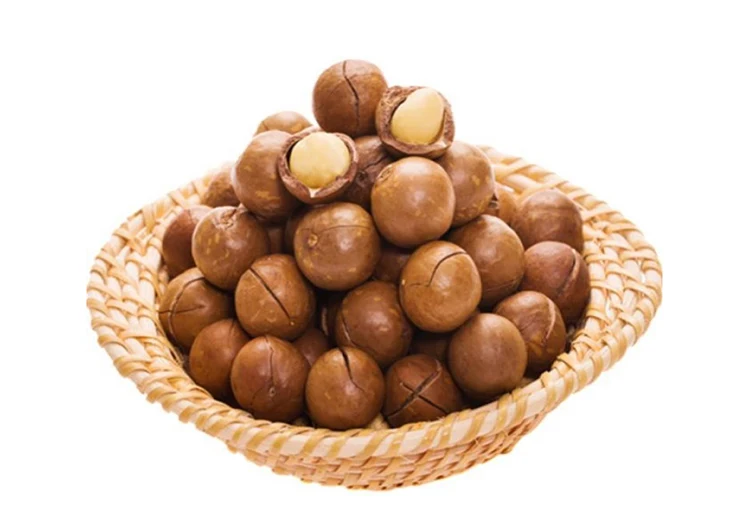  best-selling South Africa Rich nutrition Various size roasted macadamia nuts for sale