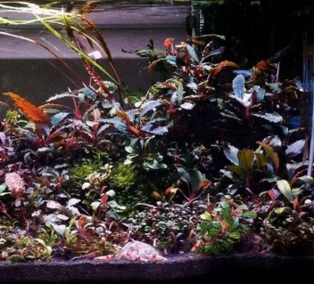 Wholesale different varieties Aquatic plant Bucephalandra