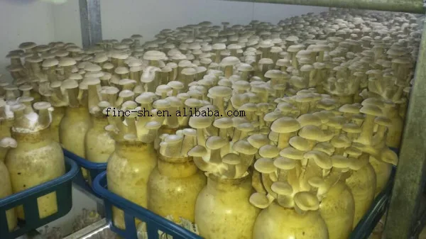 
Finc fresh shimeji white mushroom/ cultivated mushrooms 