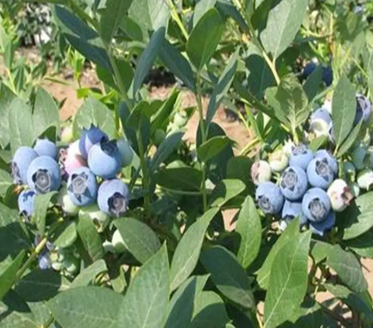 
NON-Gmo 3 years old Blueberry young plants for planting 