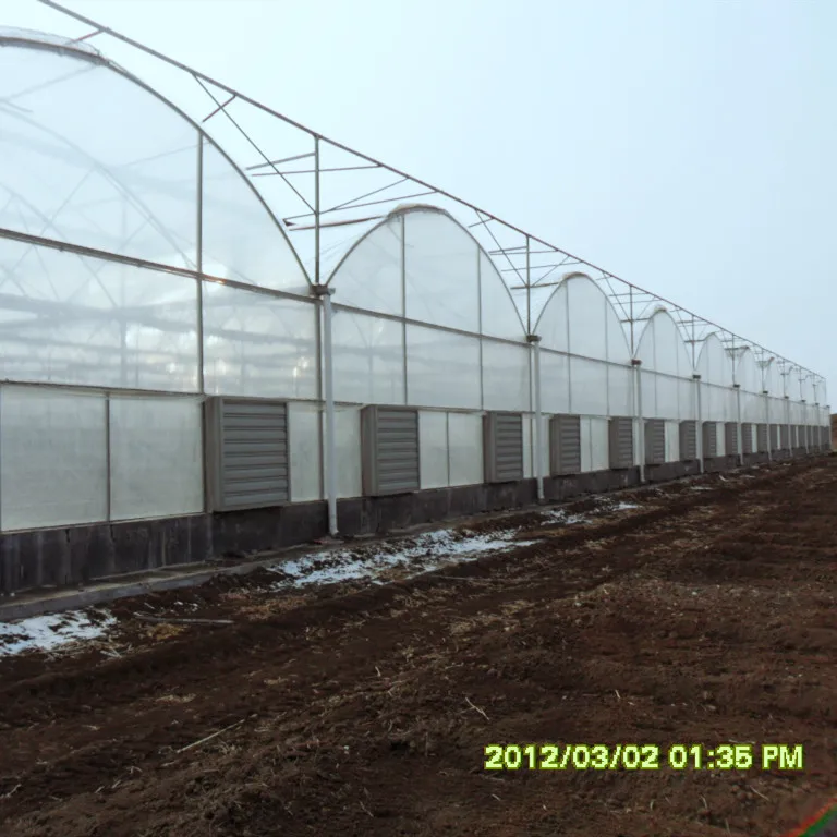 Greenhouse Hydroponics for Leafy/Fruit Vegetables for Agriculture/Modern High-tech Farming