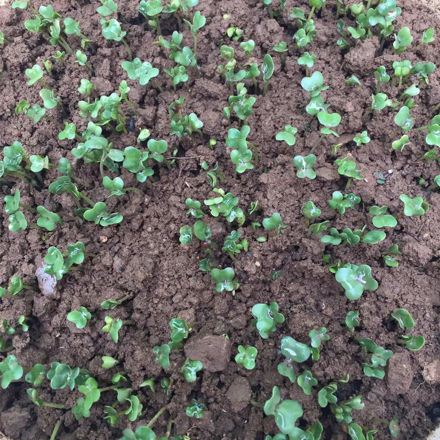 2021 семян органических детских овощей, семена брокколи для посадки