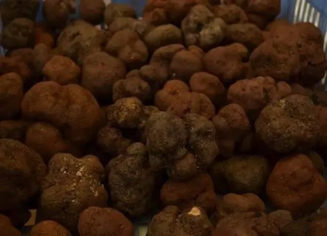 Detan свежий черный трюфель диких грибов