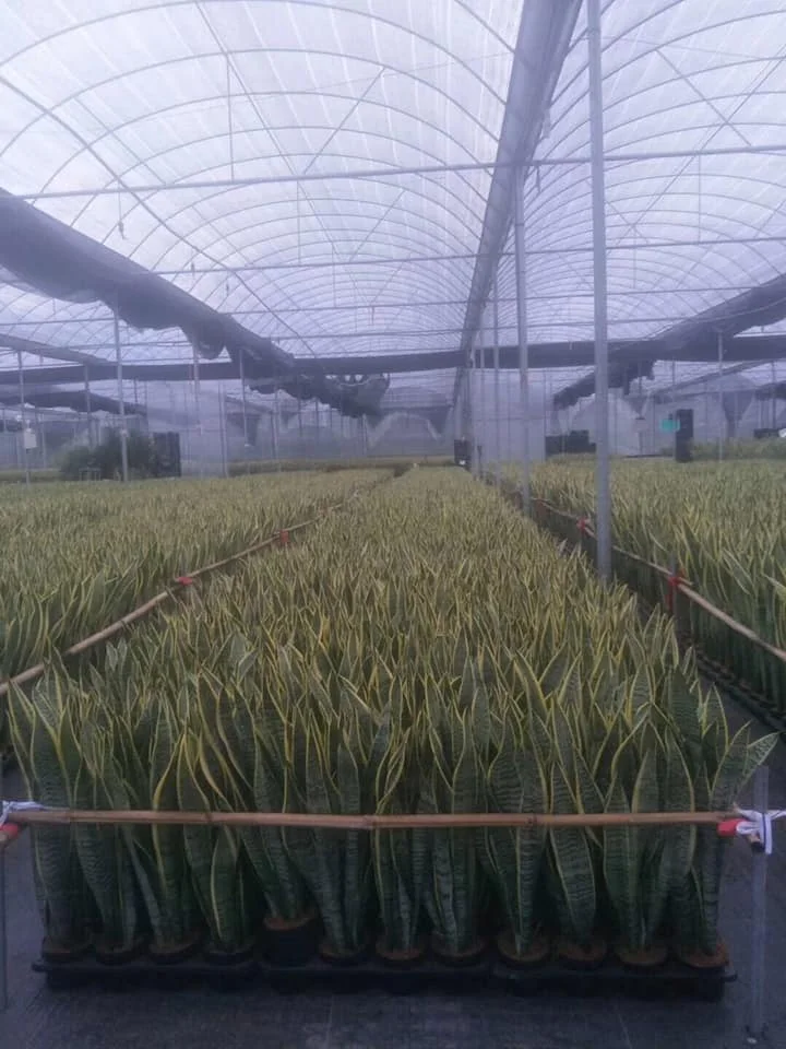  Живая змея Sansevieria trifasciata с голыми