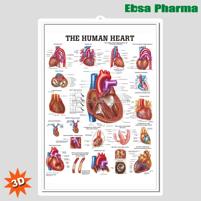 3D Medical Human Anatomy Heart Wall Charts / Poster-The Human Heart