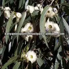 Highest Selling High Quality 100% Natural Pure Eucalyptus Oil for Bulk Buyers