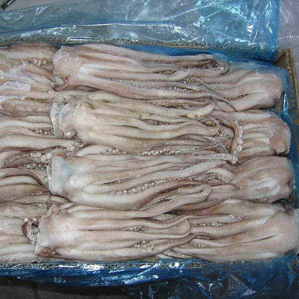 Замороженные гигантские стрелы кальмар тентесламы для продажи