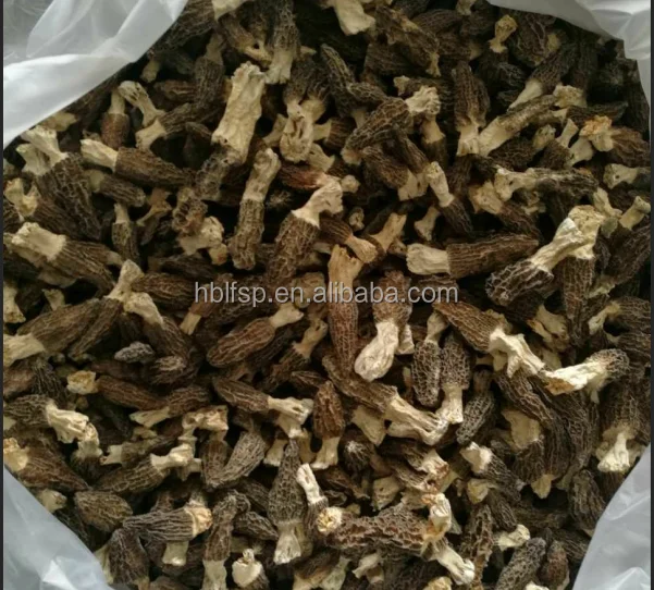 
new season morel mushroom 