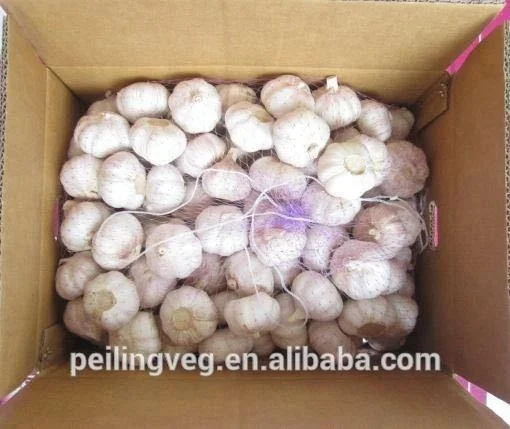 fresh garlic China factory 2018