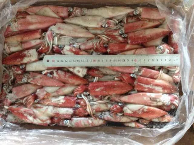 wholesale squid loligo seafood loligo