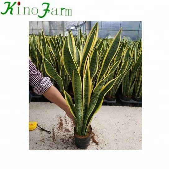 
 Внутреннее и наружное змеиное растение  