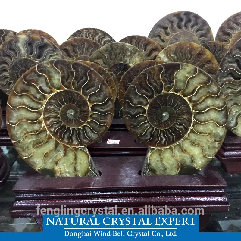 Natural Madagascar Ammonite and Minerals Specimens Fossils For Decoration