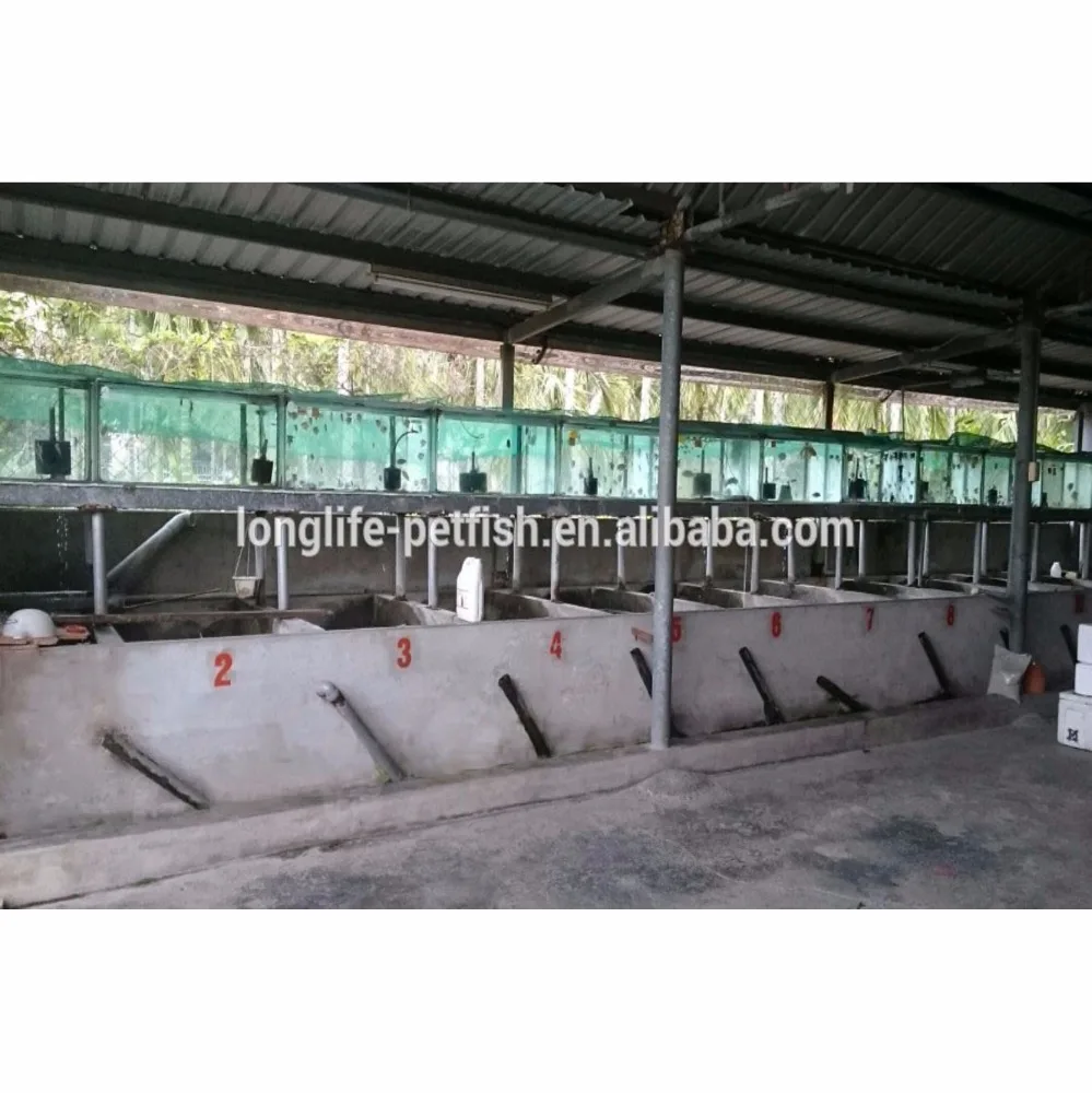 Hot Sale Ornamental Live Blood Parrot Fish