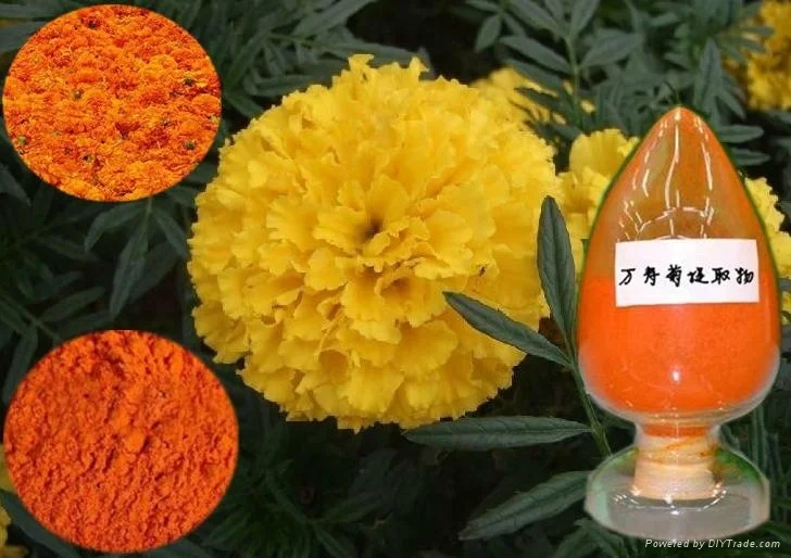 Hybrid Lutein marigold seeds tagetes seeds for planting