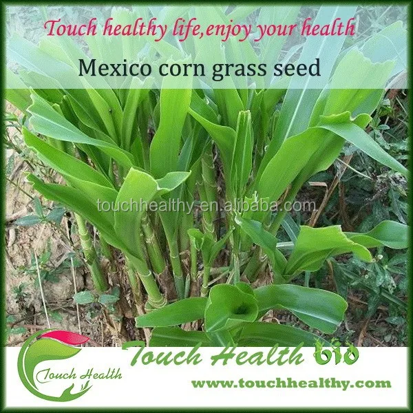2021 mexicorn corn grass seed forage seedstillers per plant can reach up to more than 100 plants