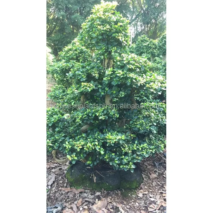 
 Фикус microcarpa бонсай деревья для растений на открытом воздухе  