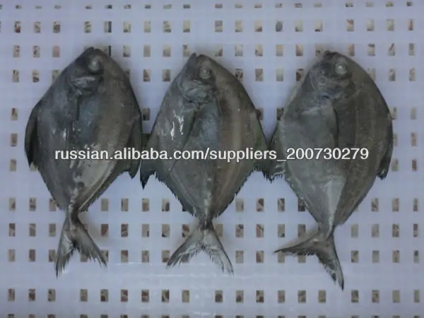 замороженные черный брама рыбы