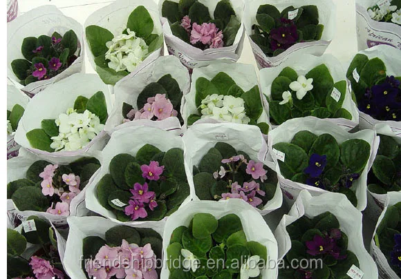 Саженцы из африанского фиолетового излучения Saintpaulia Ionantha